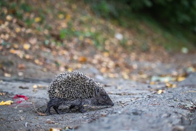 借不仅是他 借不仅是他