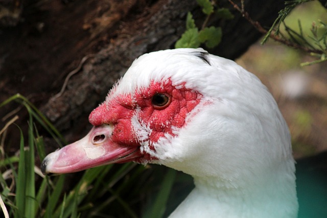 见的野生动 见的野生动